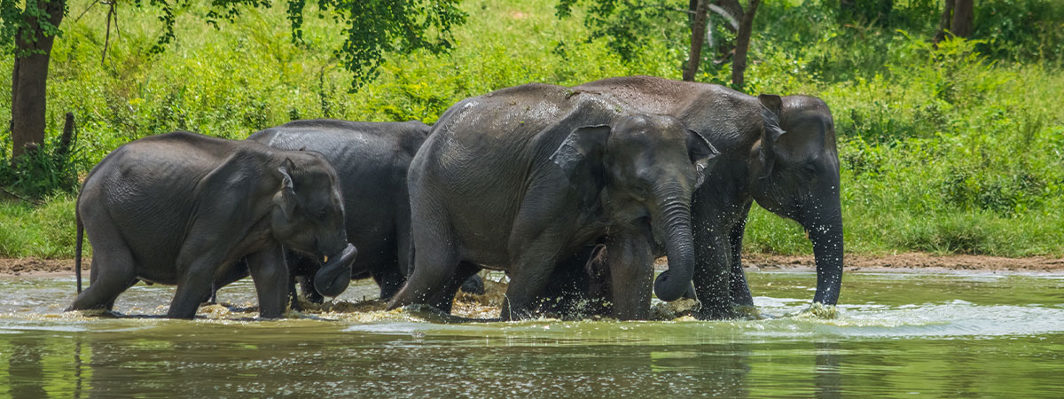 Wildlife at Kaziranga